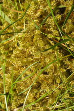 Image of square goose neck moss