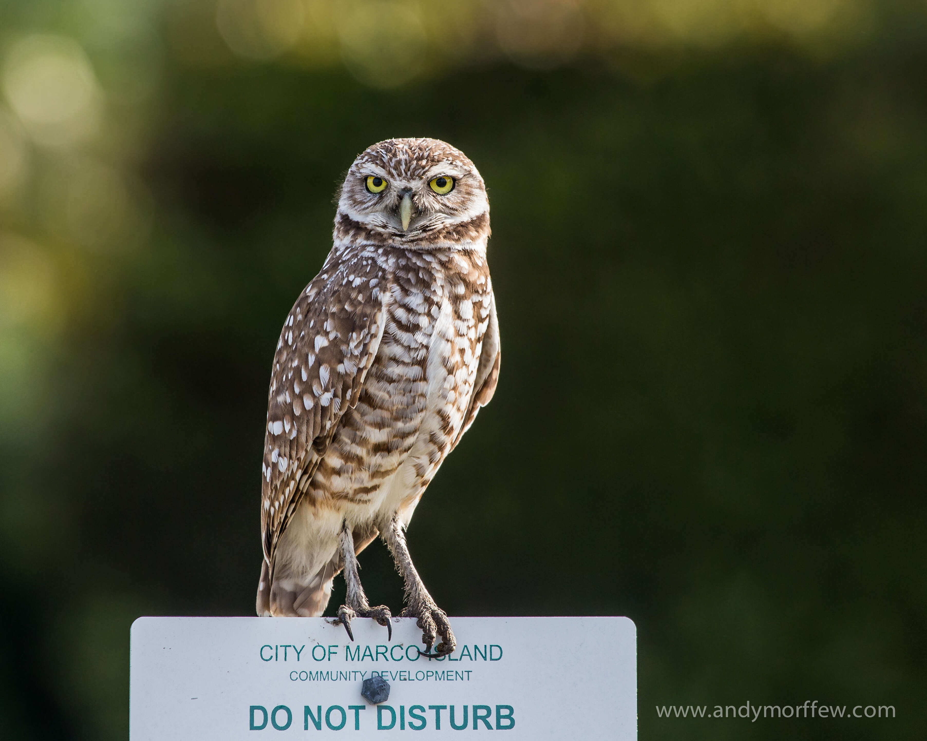 Image of Burrowing Owl