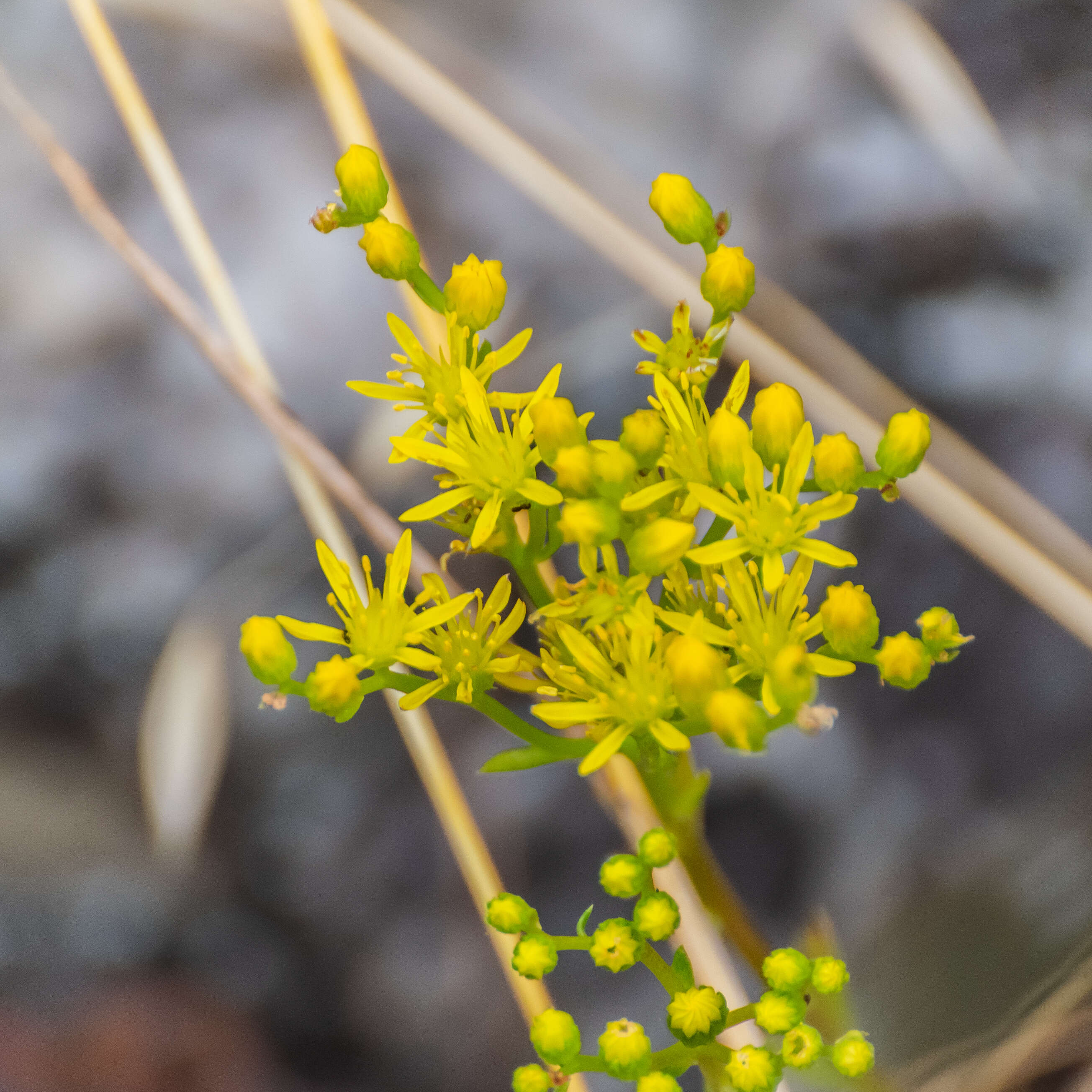 Слика од Petrosedum rupestre (L.) P. Heath