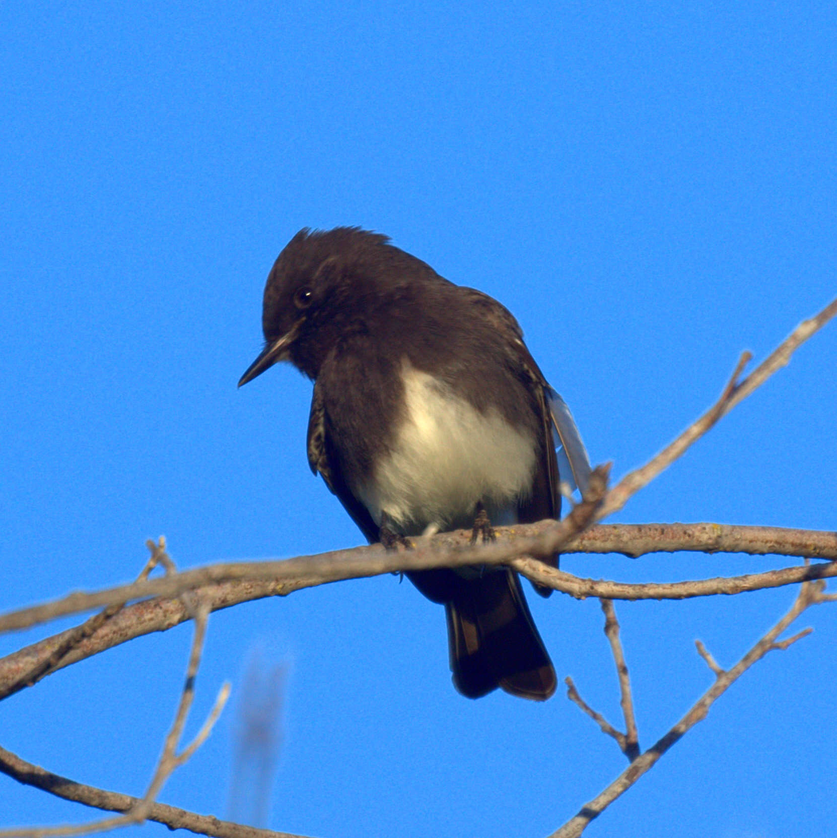 Imagem de Sayornis nigricans (Swainson 1827)