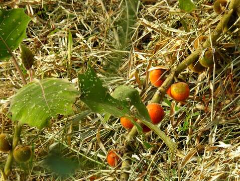 Image of naranjilla