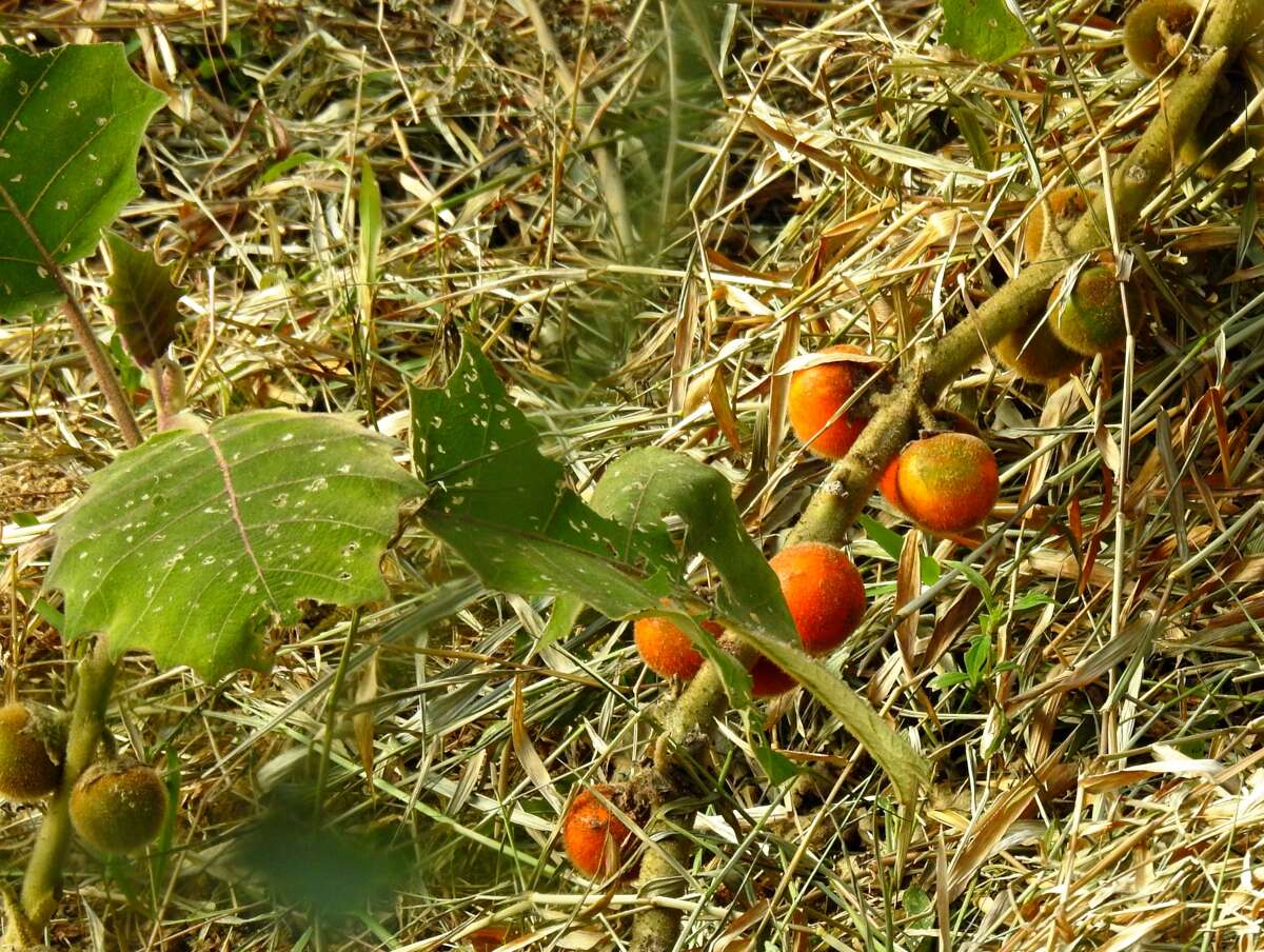 Image of naranjilla