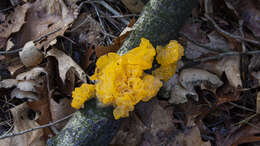 Image of Witches butter