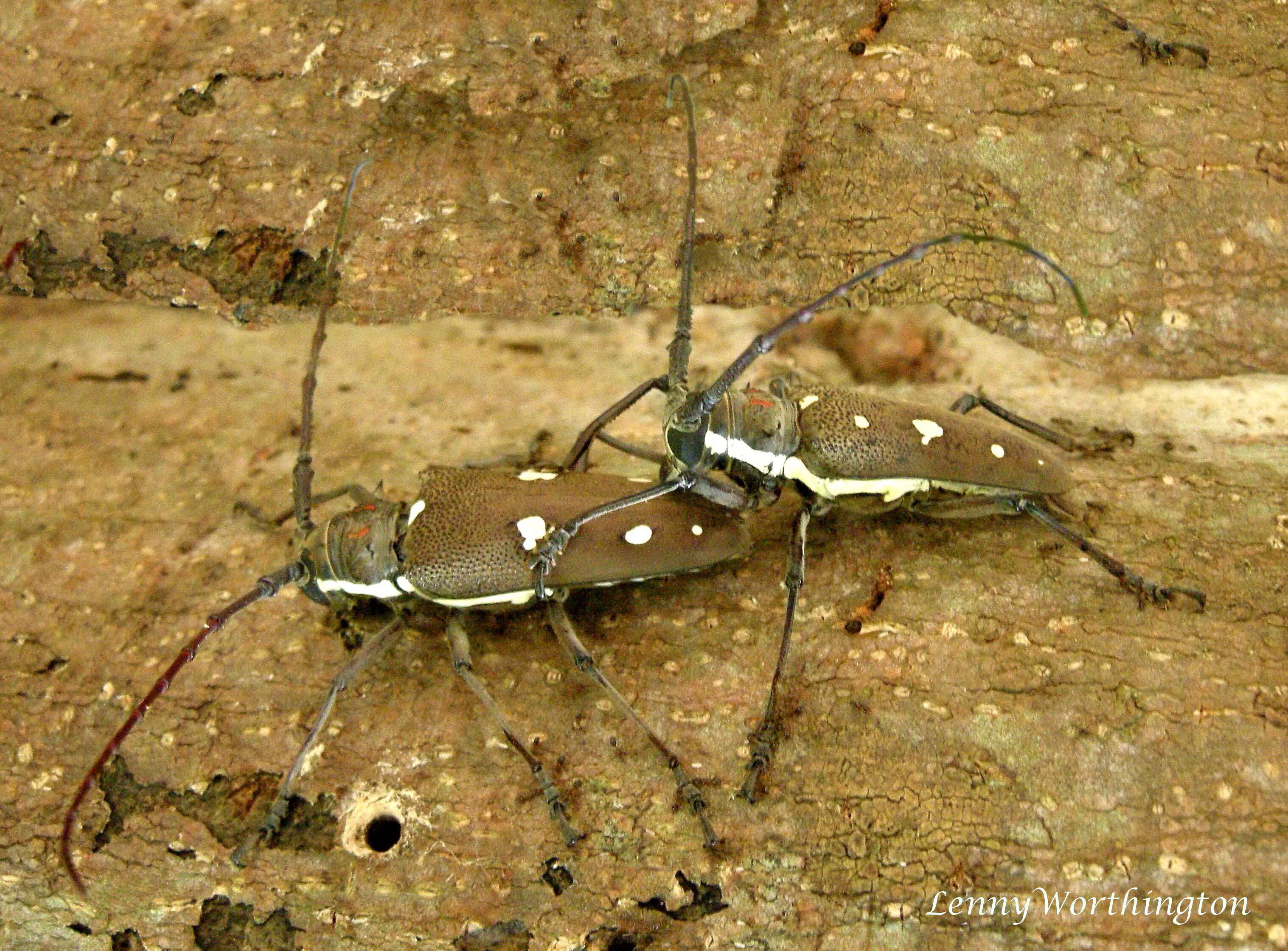 Image of Batocera rubus (Linné 1758)