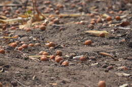 Image of Mobola plum