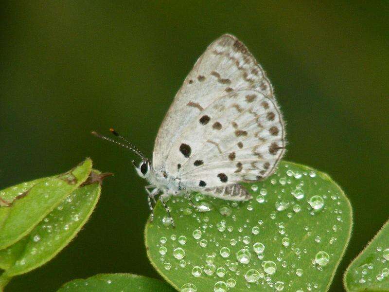 Image of Acytolepis