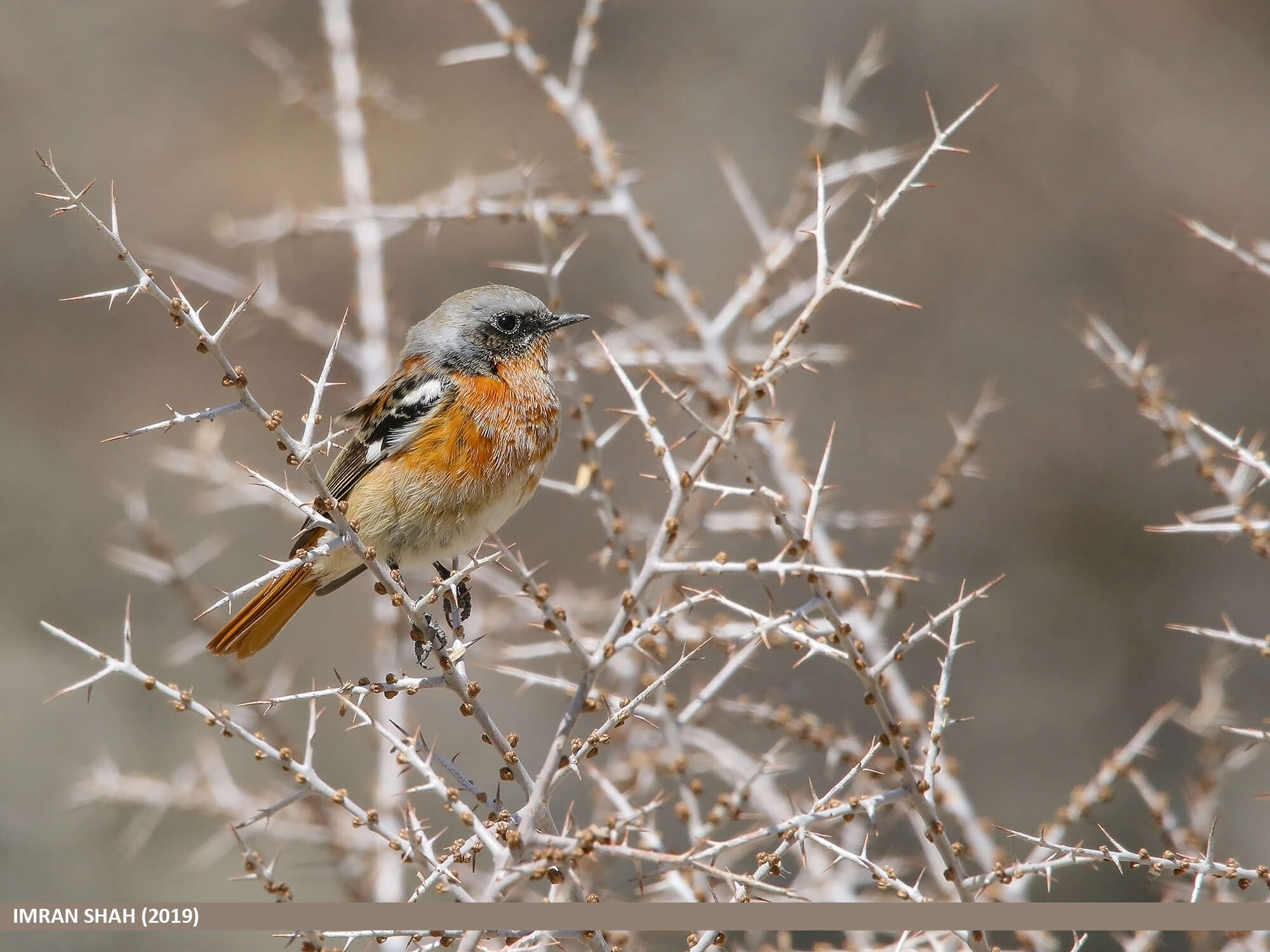 Image of Eversmann's Redstart