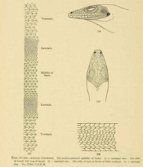 Image of Ponce Anole