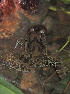 Image of Asian Brackish Frog