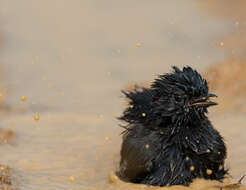 Image of Pied Bush Chat