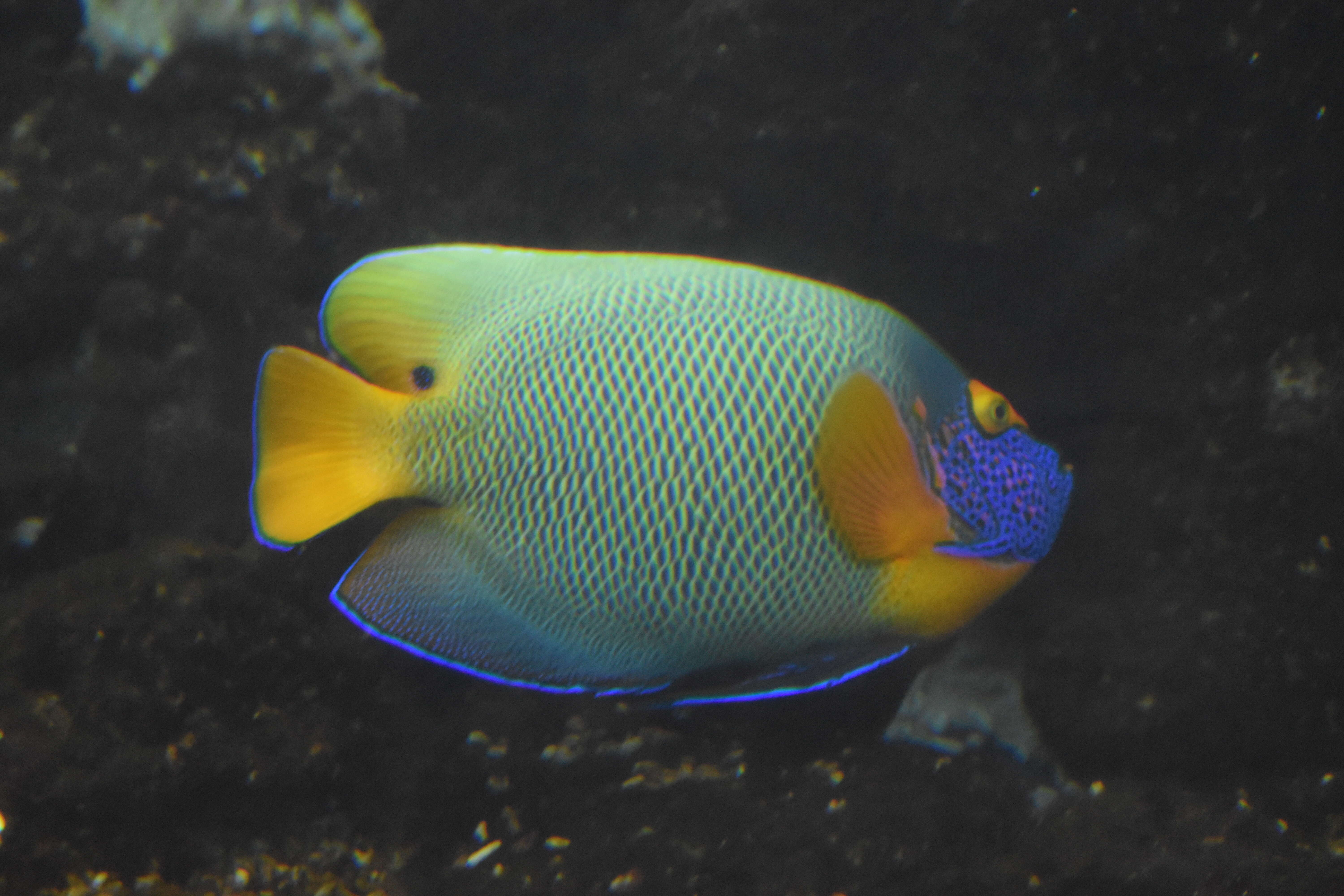 Image of Blue-face Angelfish