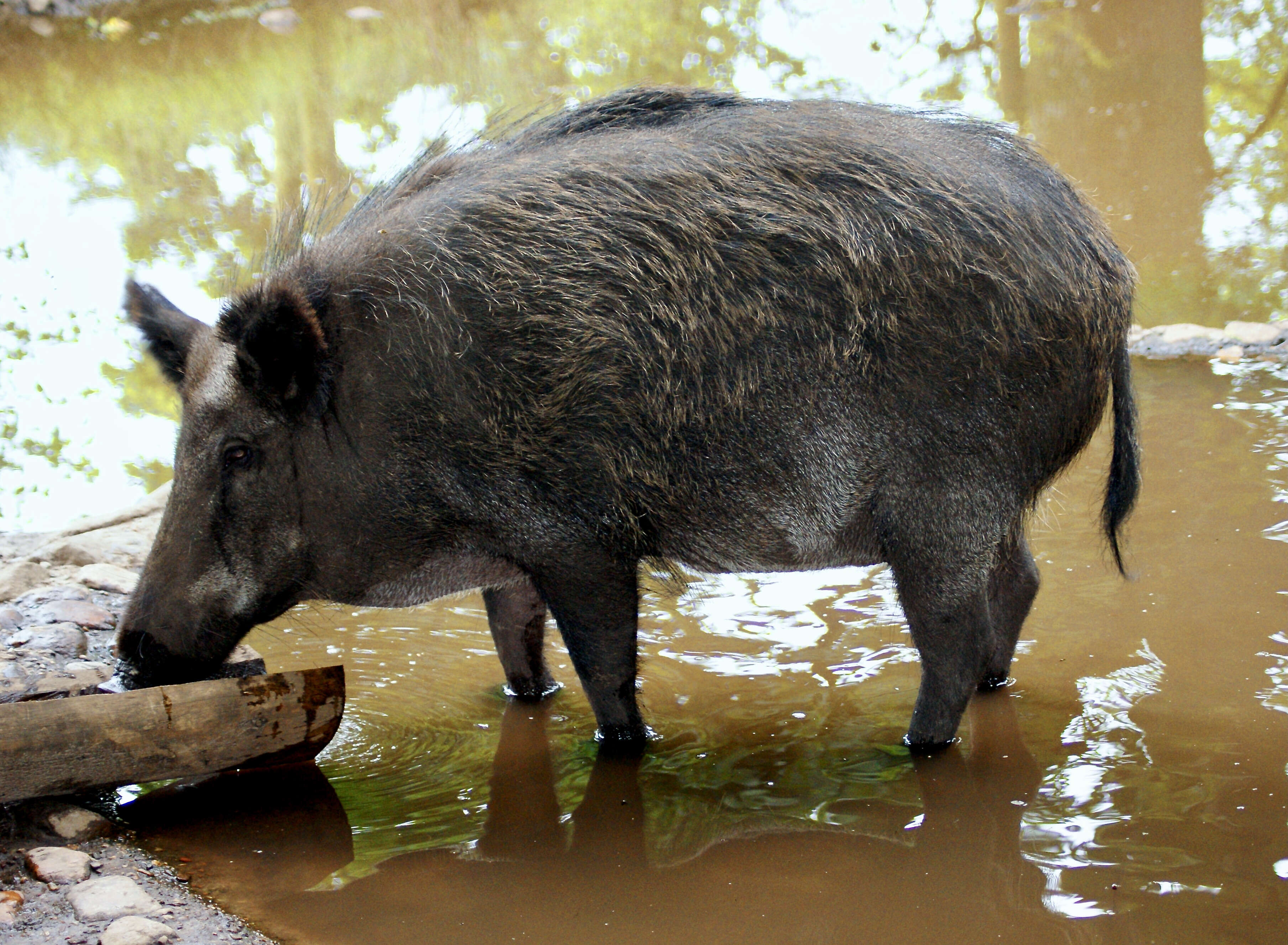 Imagem de Sus scrofa scrofa Linnaeus 1758