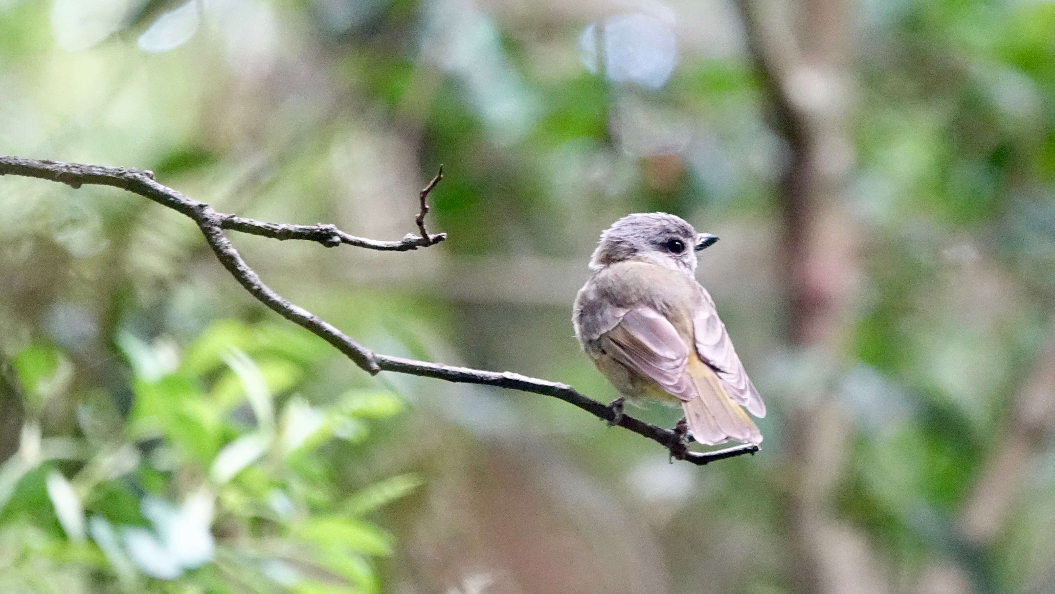 Image of Brown Gerygone