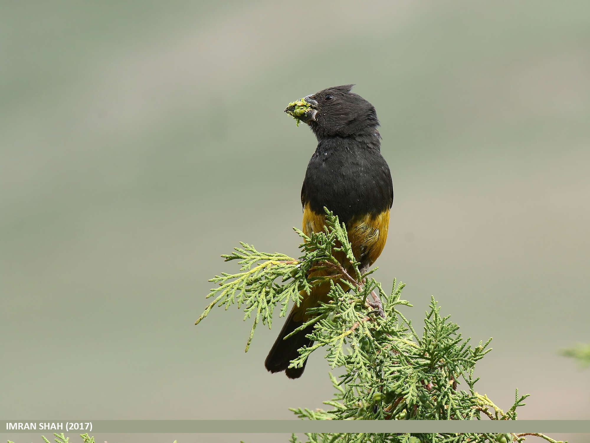 Image of White-winged Grosbeak