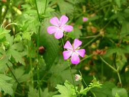 Imagem de Geranium palustre L.