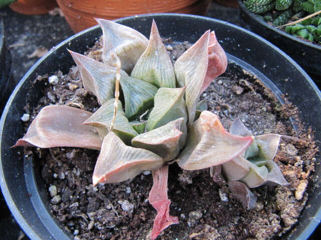 Слика од Haworthia retusa (L.) Duval