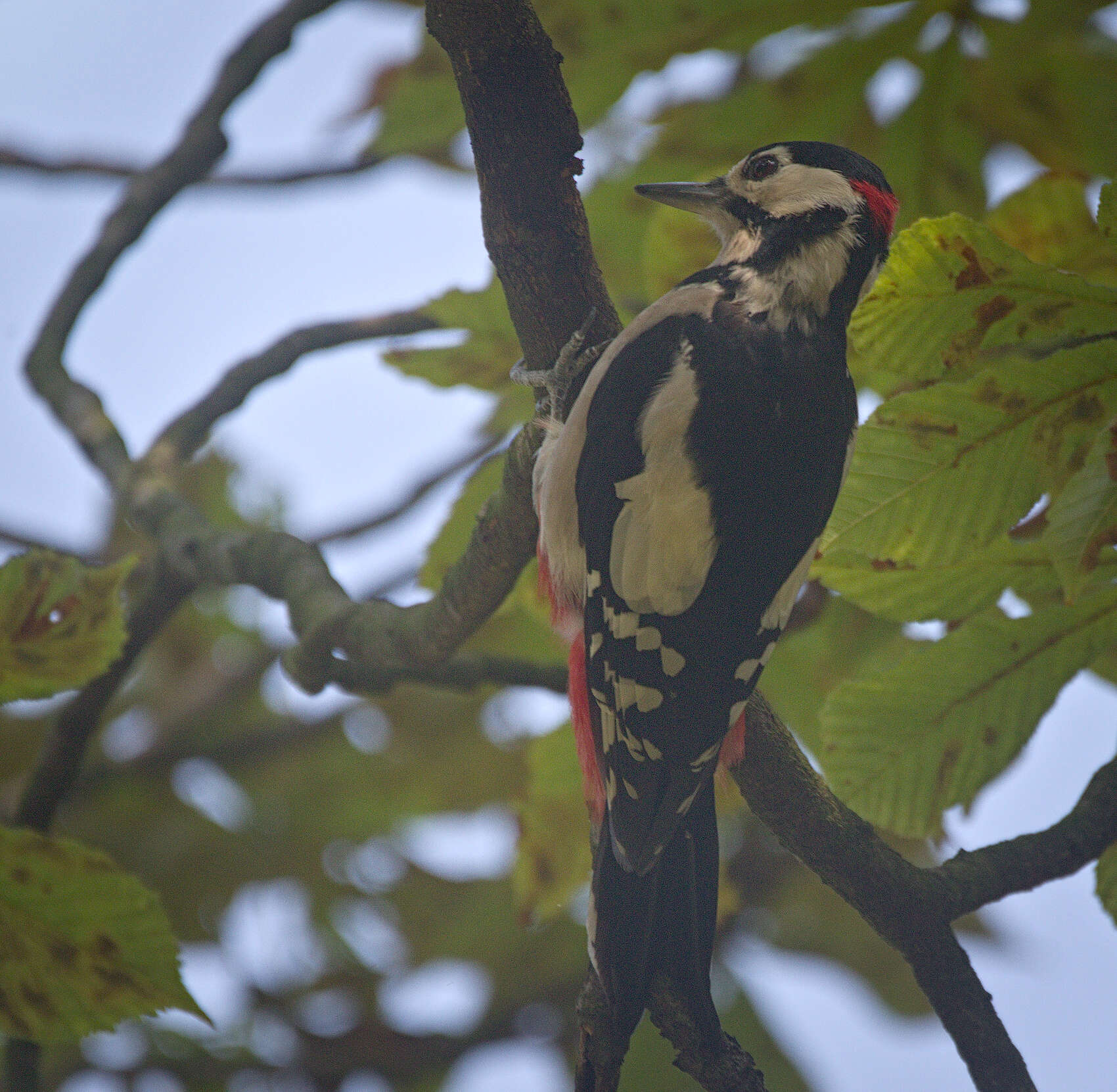 Image of Great Spotted Woodpecker