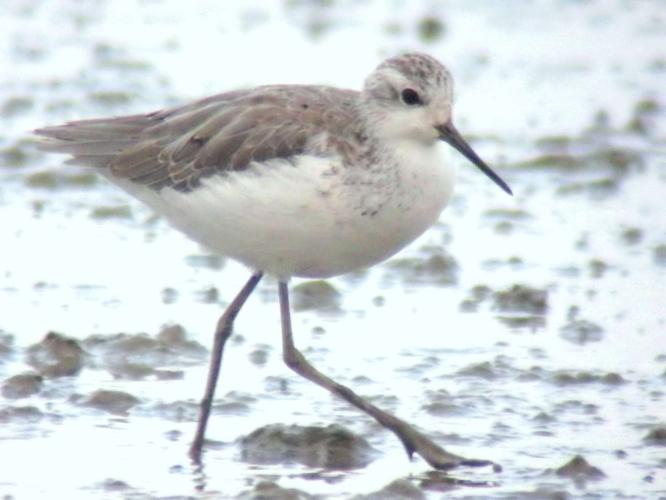 Image of Marsh Sandpiper