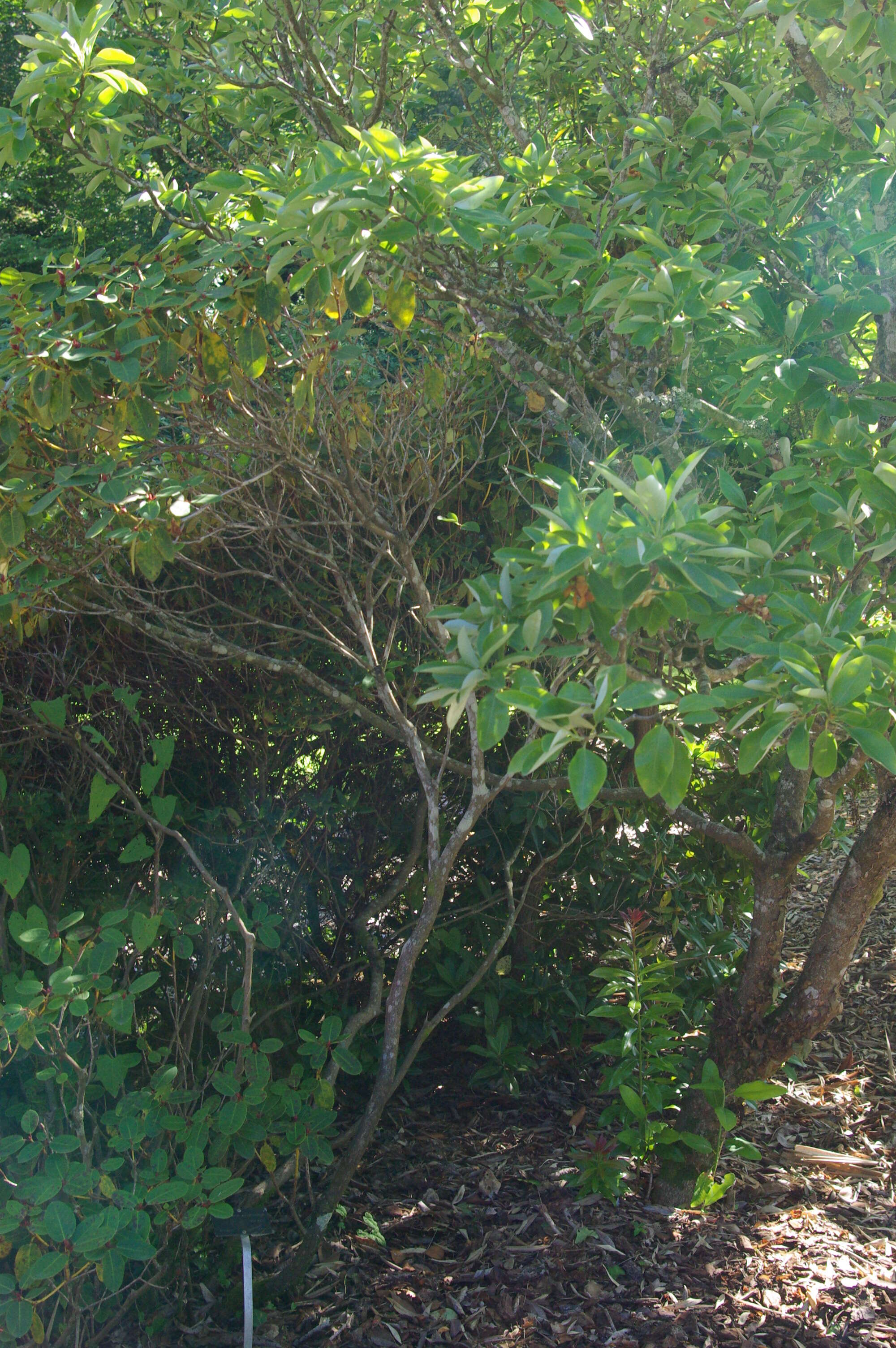 Image of Rhododendron williamsianum Rehder & E. H. Wilson