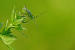 Image of speckled bush-cricket