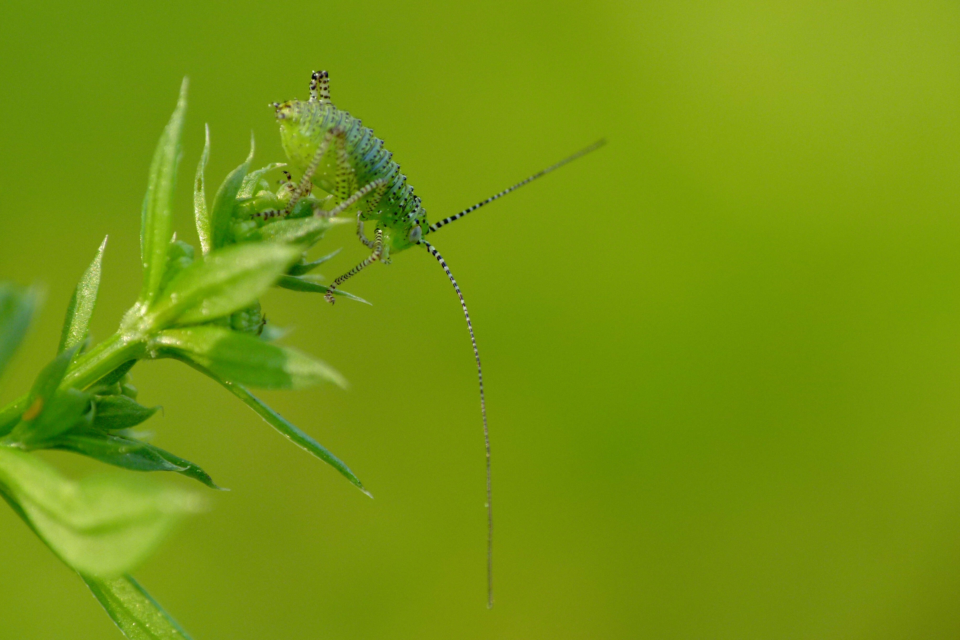 Image of speckled bush-cricket