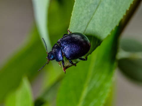 Image of Chrysolina coerulans