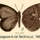 Image of Arhopala asinarus Felder & Felder 1865