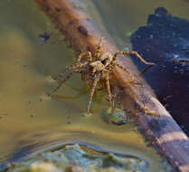 Image of Wolf spider