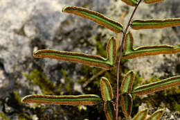 Image of purple cliffbrake