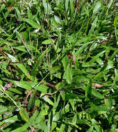 Image of hilograss