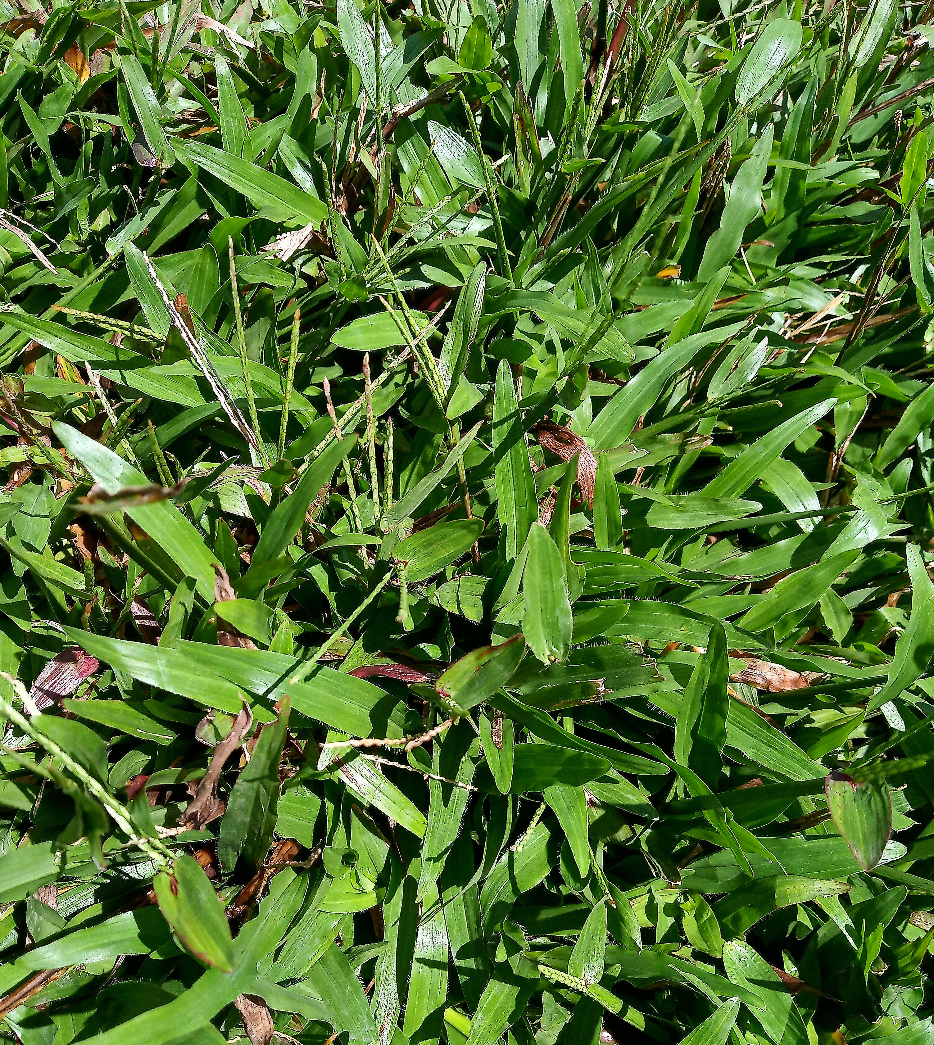 Image of hilograss