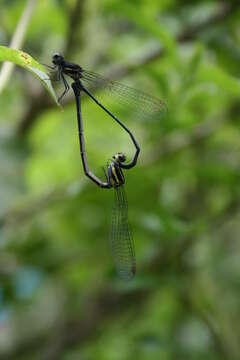 Image of Onychargia Selys 1865