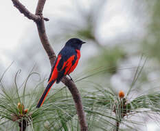 Image of Long-tailed Minivet