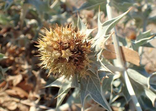 Image of sea-holly