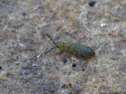 Image of Isotoma viridis Bourlet & C 1839