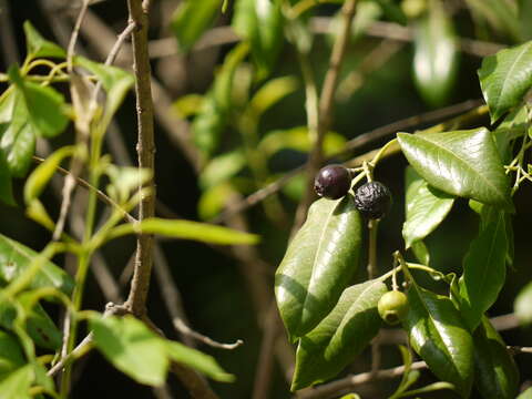 Image of Sandalwood