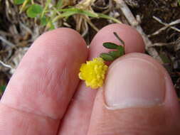 Image of field clover