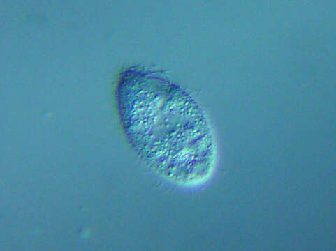 Image of Tetrahymena pyriformis