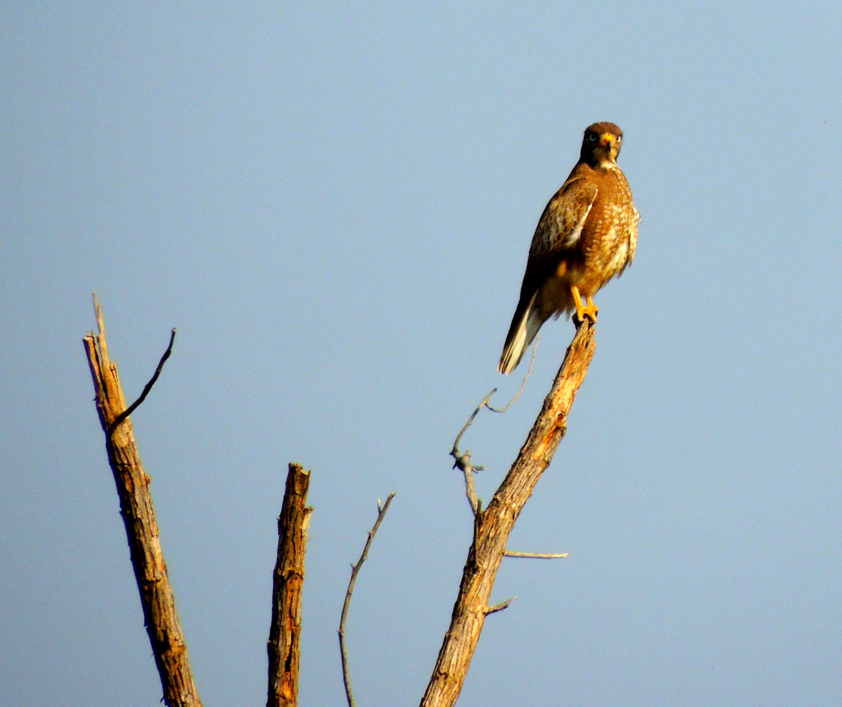 Image of White-eyed Buzzard