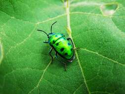 Image of <i>Chrysocoris stollii</i>