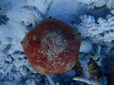 Image of Cushion star