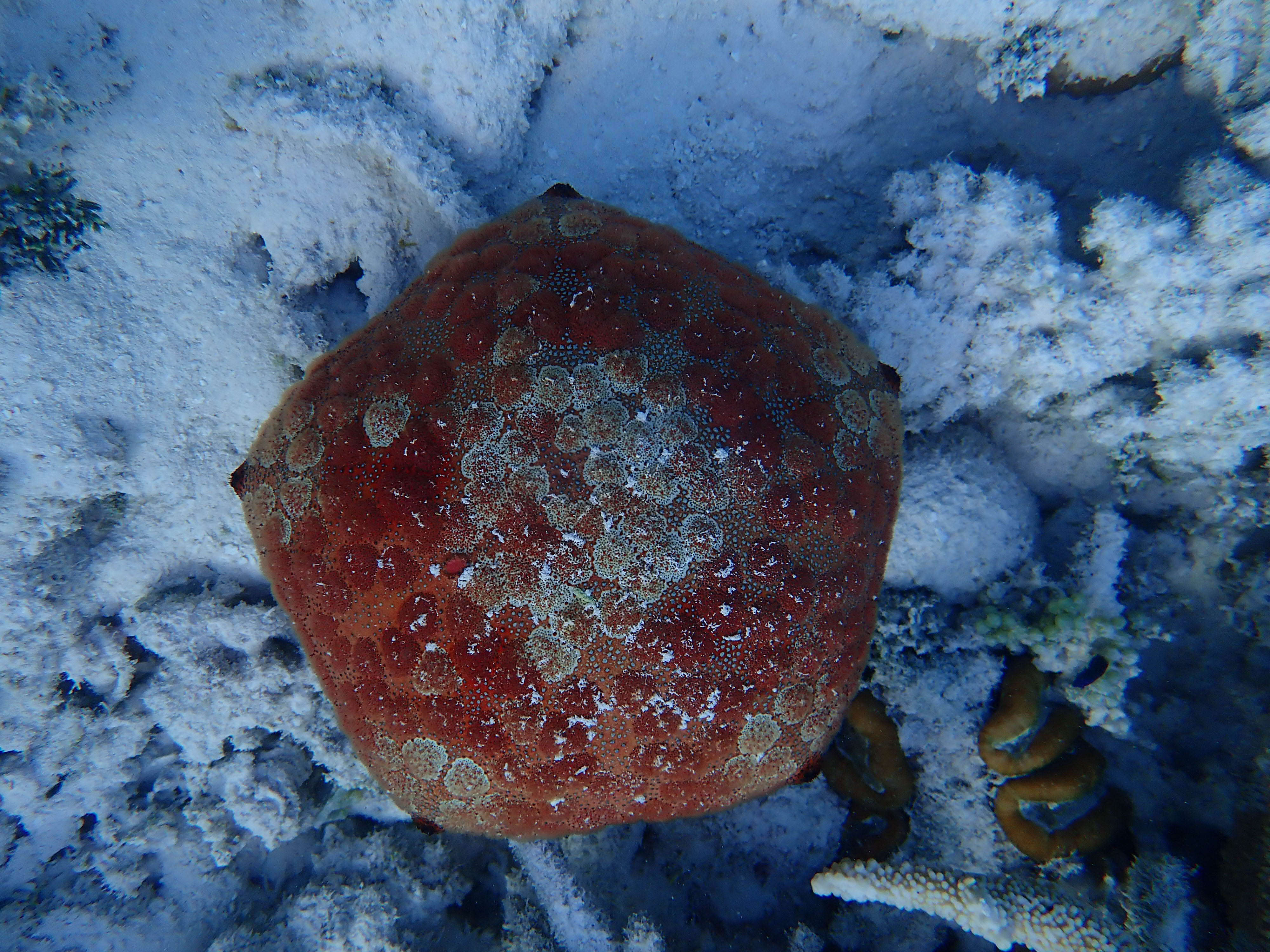 Image of Cushion star