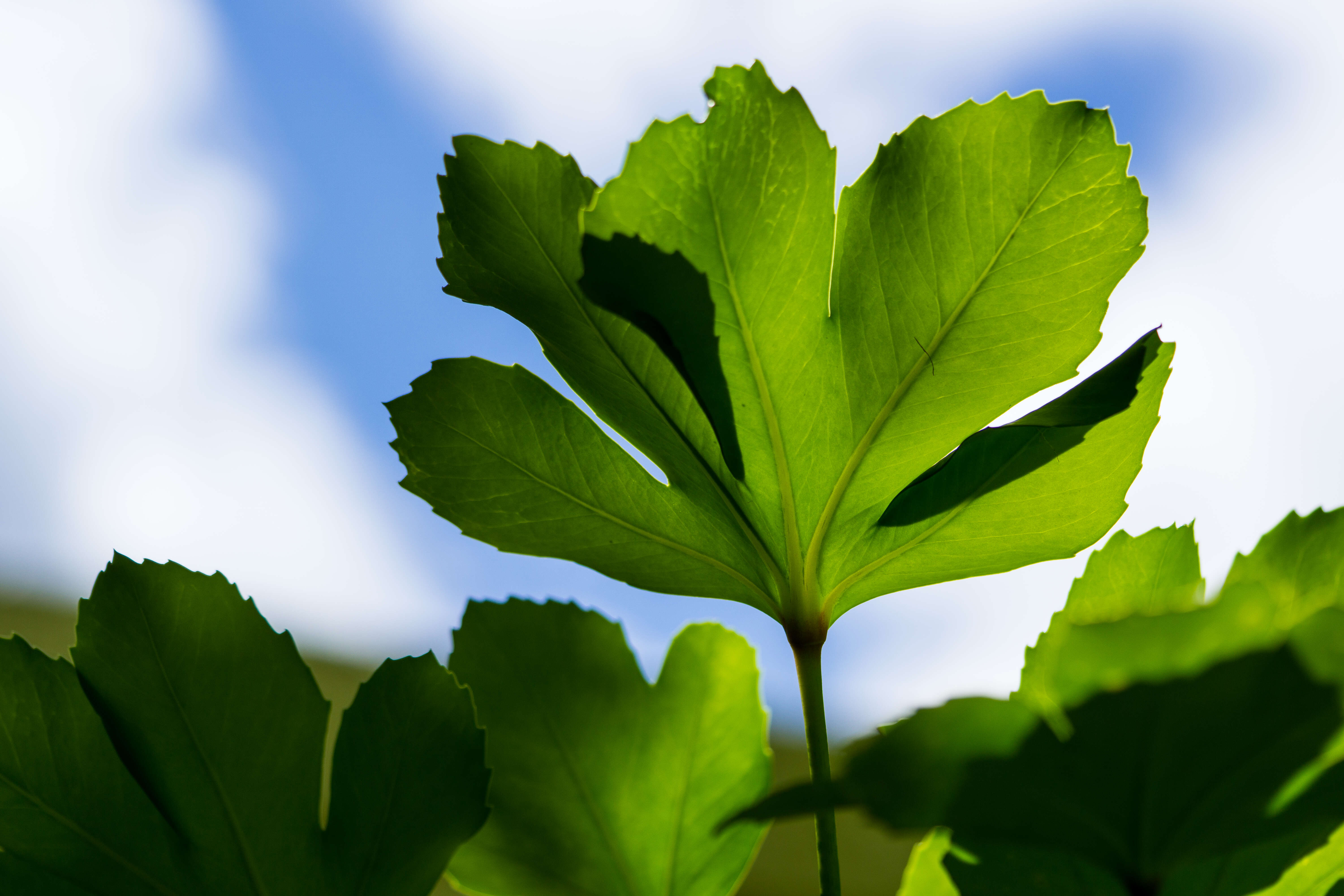 Image of pseudopanax