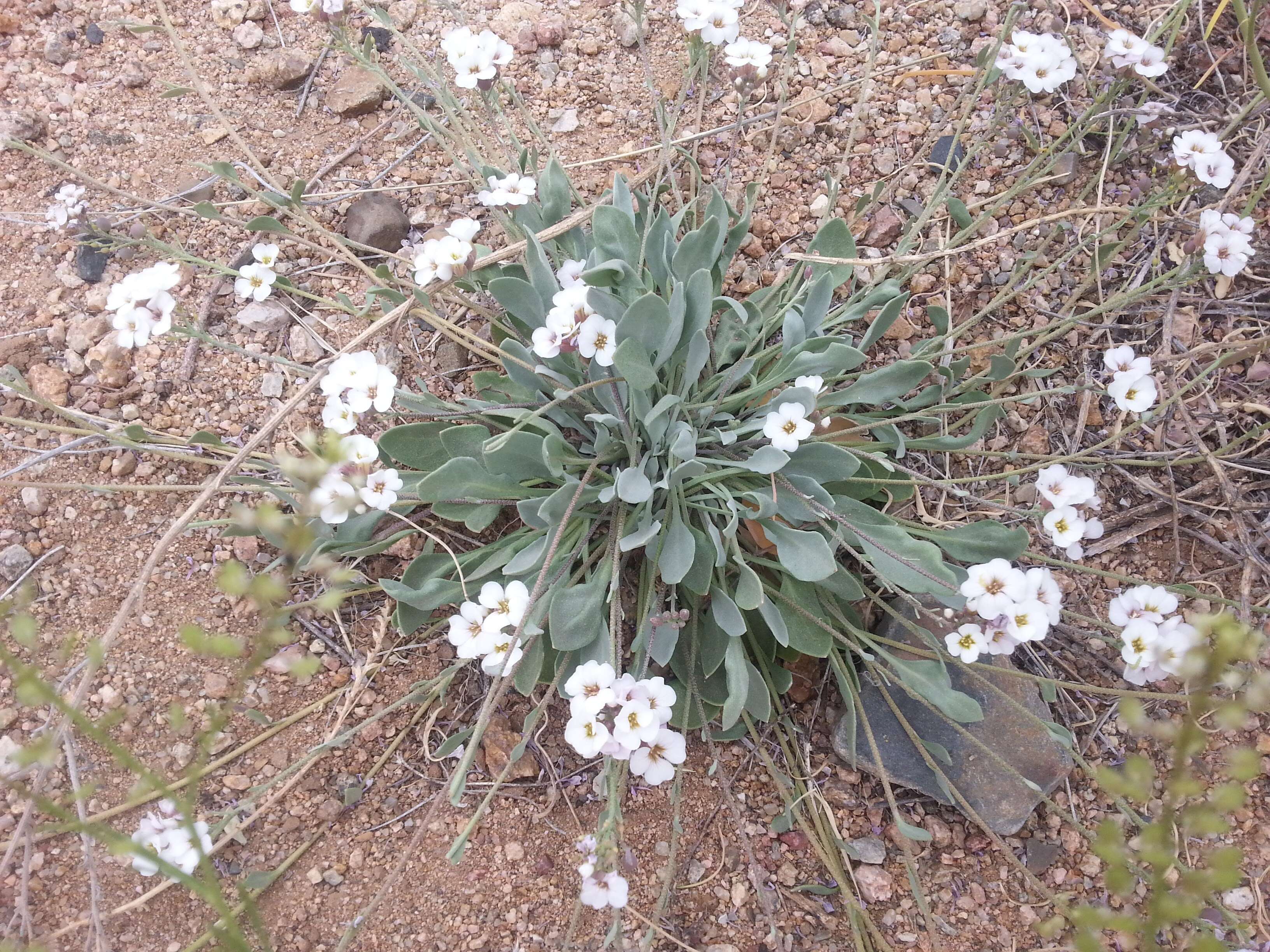 Image of bladderpod