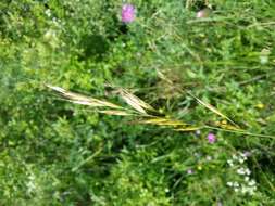 Plancia ëd Helictochloa pratensis (L.) Romero Zarco