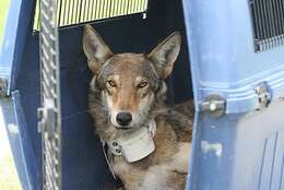 Image of Red wolf