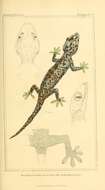 Image of Tokay Gecko