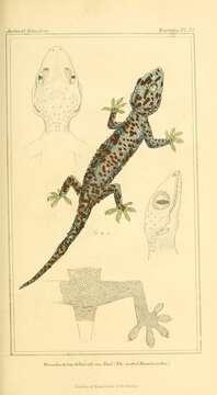 Image of Tokay Gecko