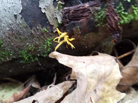 Image of Calocera cornea (Batsch) Fr. 1827