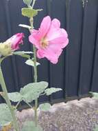 Image of hollyhock